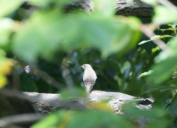 エゾビタキ 東京港野鳥公園 2022年9月17日(土)