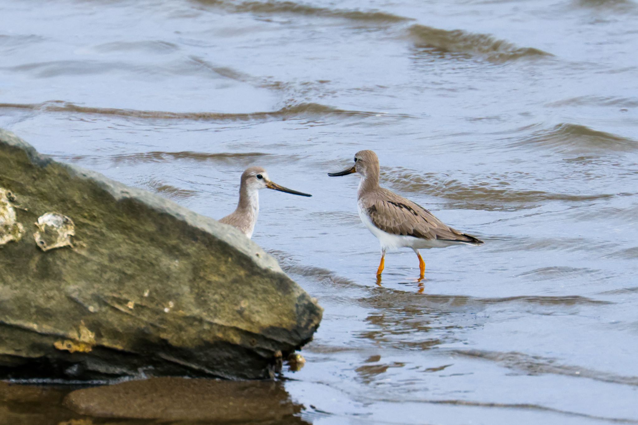 Photo of Terek Sandpiper at 蒲生干潟(仙台市) by LeoLeoNya