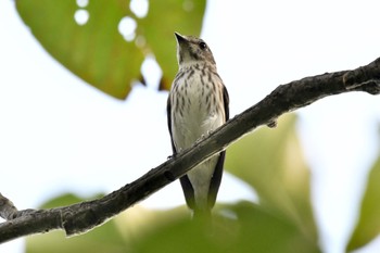 Grey-streaked Flycatcher 油山市民の森 Sun, 9/11/2022