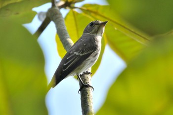 Grey-streaked Flycatcher 油山市民の森 Sun, 9/11/2022