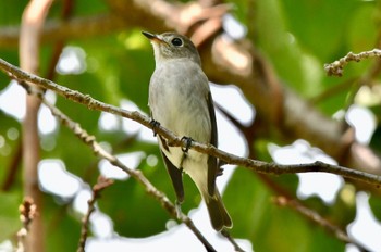 Asian Brown Flycatcher 油山市民の森 Sun, 9/11/2022