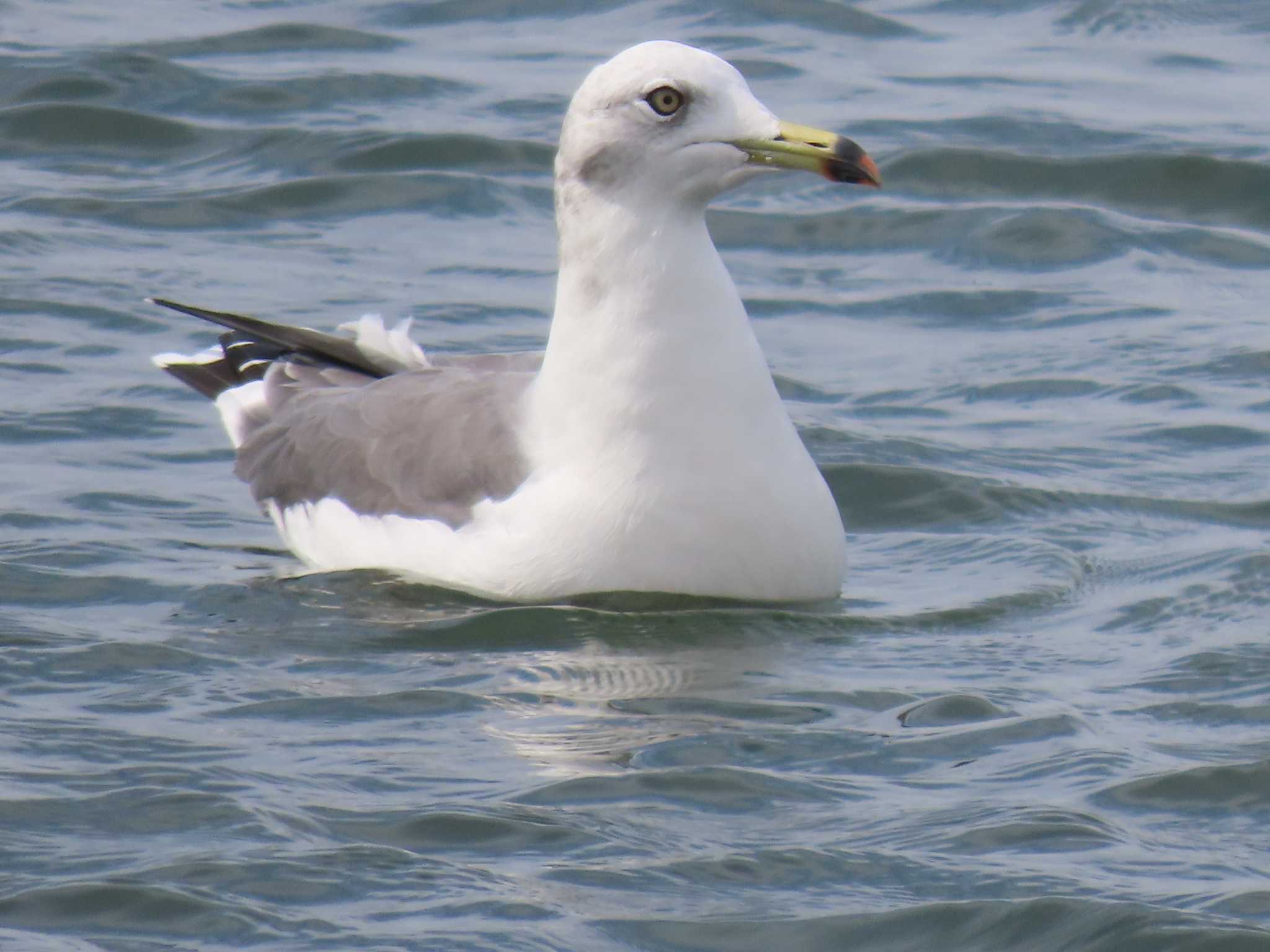 Photo of Black-tailed Gull at はまなすの丘公園(石狩市) by ゴト