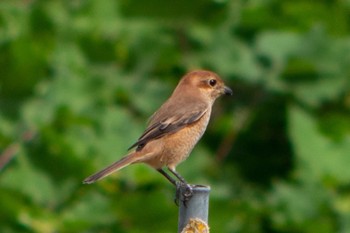 Bull-headed Shrike 静岡県 Sun, 9/18/2022