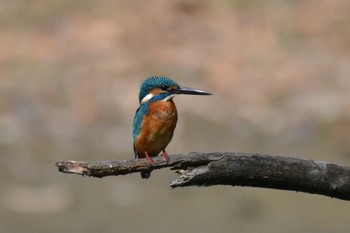 カワセミ 秋ヶ瀬公園 2022年9月17日(土)