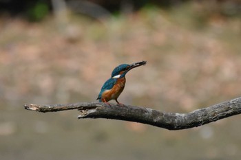 カワセミ 秋ヶ瀬公園 2022年9月17日(土)