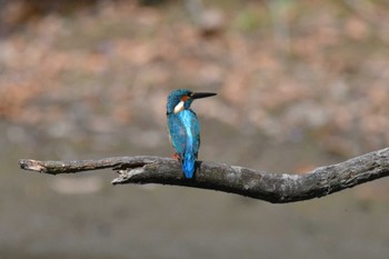 カワセミ 秋ヶ瀬公園 2022年9月17日(土)