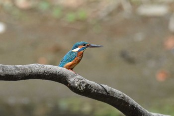 カワセミ 秋ヶ瀬公園 2022年9月17日(土)