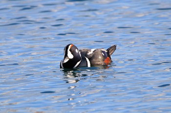 Harlequin Duck 苫小牧漁港 Sat, 12/2/2017