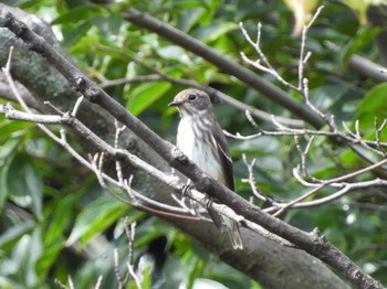 エゾビタキ 東京港野鳥公園 2022年9月17日(土)