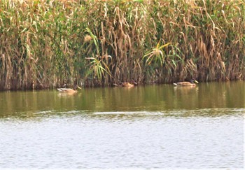 コガモ 弥富野鳥園 2022年9月18日(日)