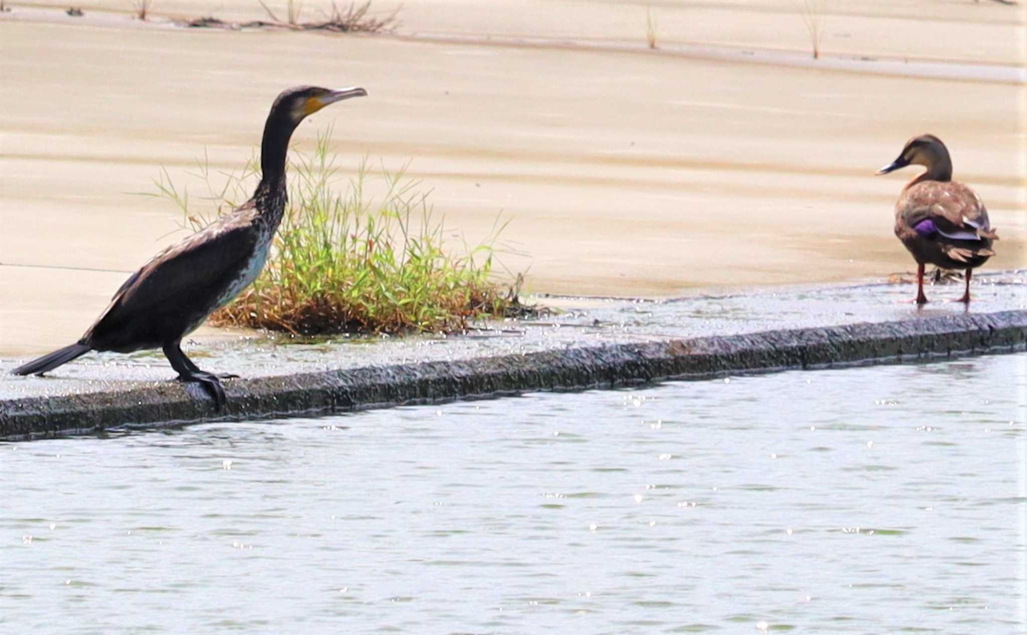 カワウ