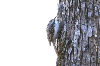 Eurasian Treecreeper(daurica) Tomakomai Experimental Forest Sat, 12/2/2017