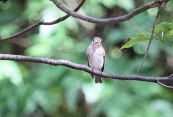 Sun, 9/18/2022 Birding report at 弥富野鳥園