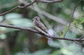 コサメビタキ 弥富野鳥園 2022年9月18日(日)