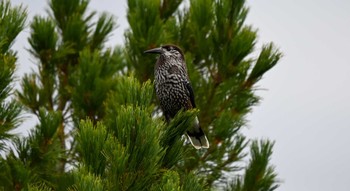 Spotted Nutcracker 大雪山国立公園(北海道) Sun, 9/18/2022