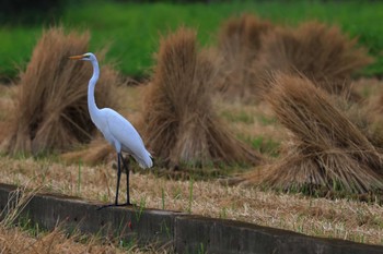 Great Egret(modesta)  浮島ヶ原自然公園 Sun, 9/18/2022