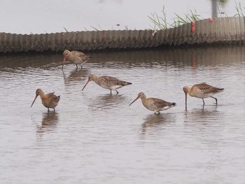 Tue, 9/13/2022 Birding report at Inashiki