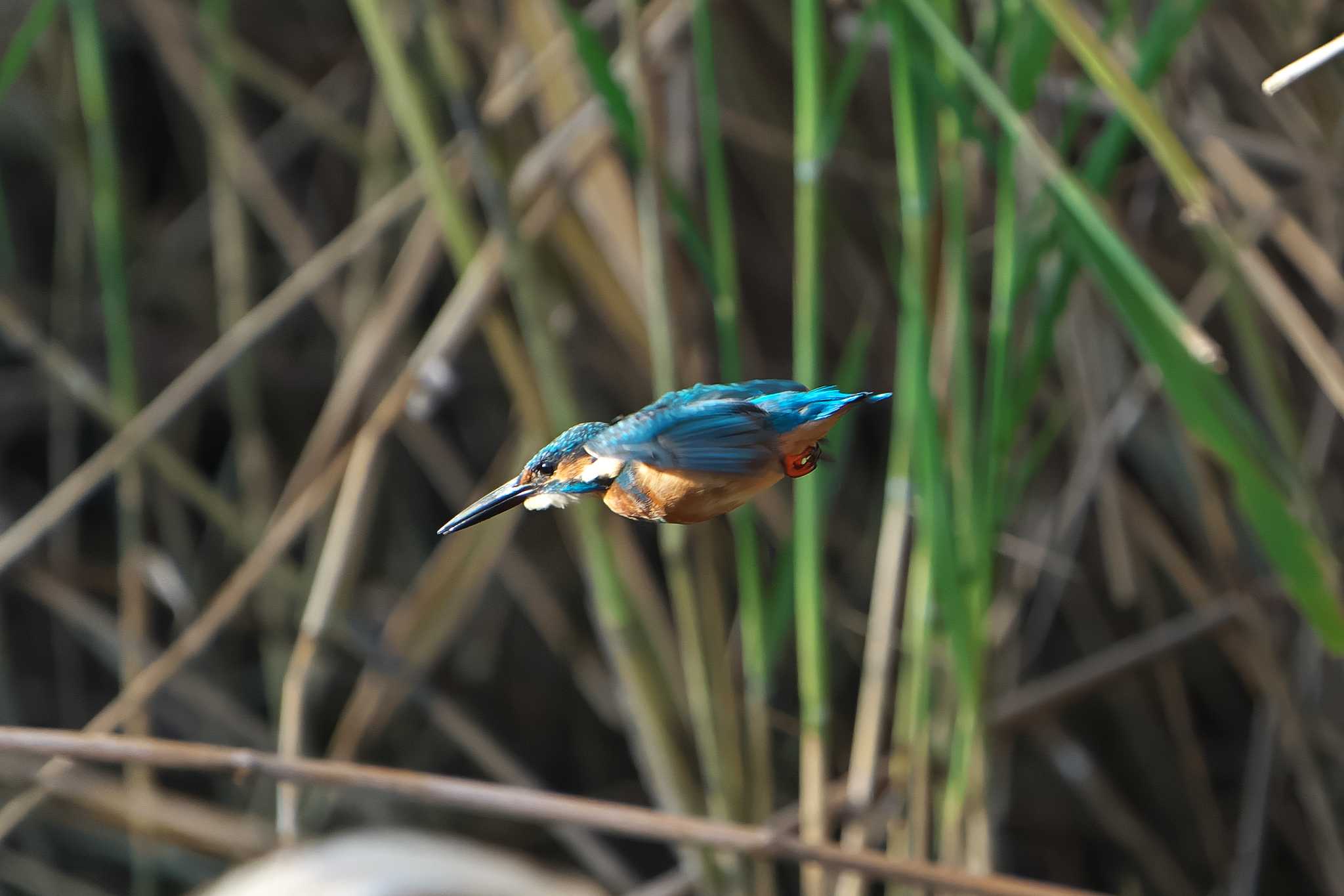 Common Kingfisher