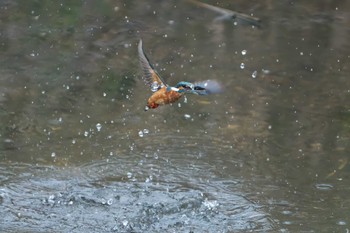 Sun, 9/18/2022 Birding report at 明石市