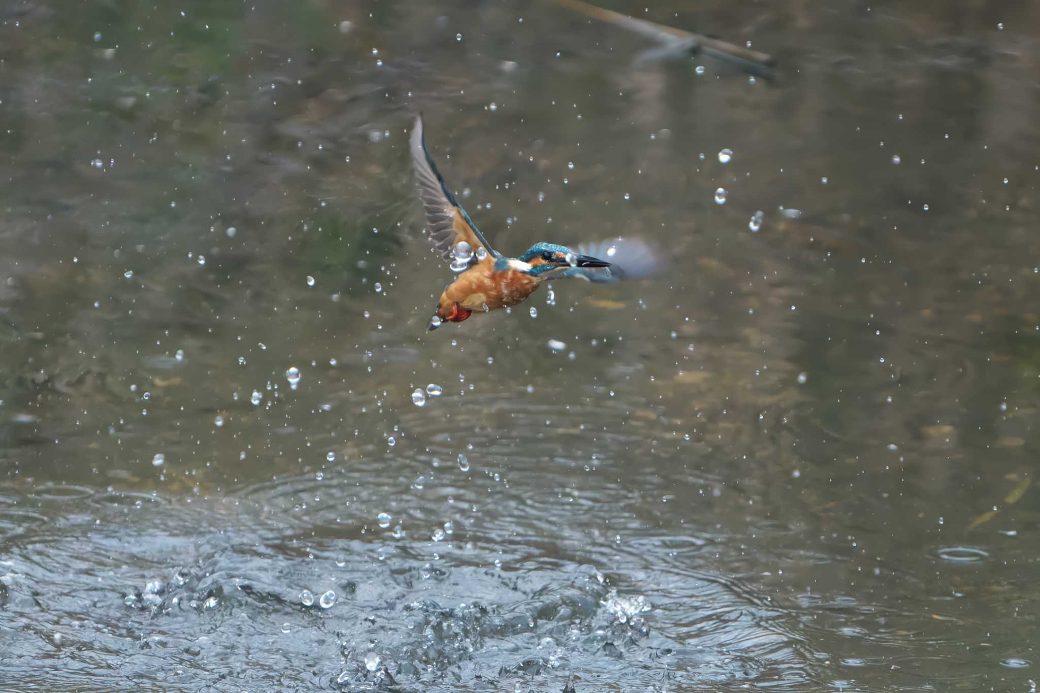 Common Kingfisher