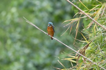 2022年9月18日(日) 千里南公園の野鳥観察記録