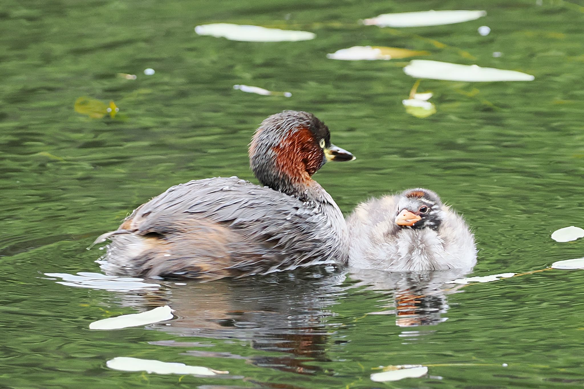 Little Grebe