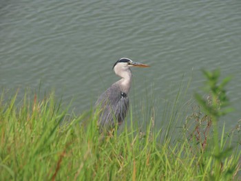 2022年9月17日(土) 勅使池(豊明市)の野鳥観察記録