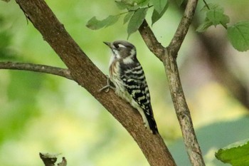 Japanese Pygmy Woodpecker 白金温泉 Sat, 9/17/2022