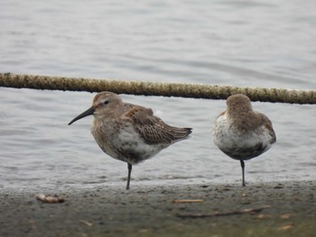 Dunlin 衣崎 Sun, 9/18/2022