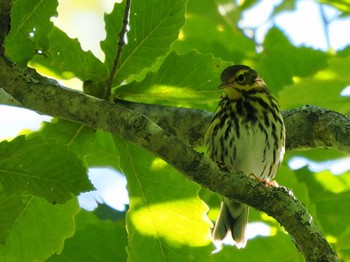 2022年9月17日(土) 戦場ヶ原の野鳥観察記録