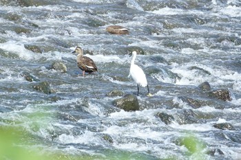 カルガモ 多摩川 2022年9月10日(土)