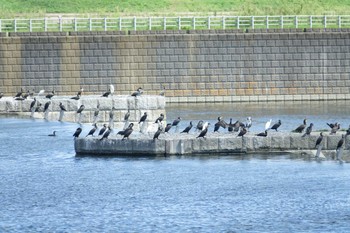 カワウ 多摩川 2022年9月10日(土)