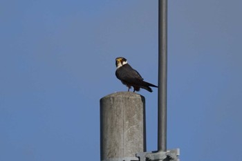 チゴハヤブサ いしかり調整池(石狩調整池) 2022年8月24日(水)