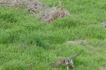 Eurasian Goshawk 世田谷区の公園 Unknown Date