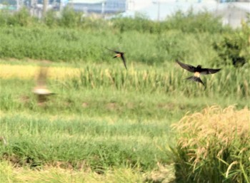 コシアカツバメ 浮島ヶ原自然公園 2022年9月17日(土)