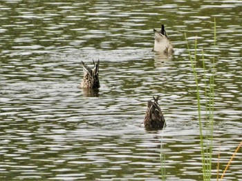 Sat, 9/17/2022 Birding report at 浮島ヶ原自然公園