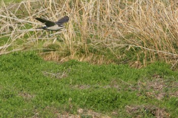 Eurasian Goshawk 世田谷区の公園 Unknown Date