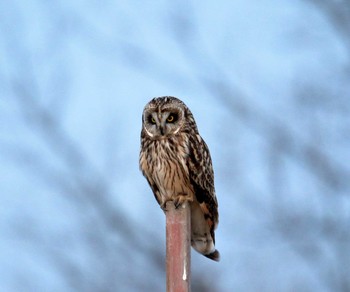 Short-eared Owl Watarase Yusuichi (Wetland) Sat, 2/3/2018