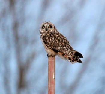 Short-eared Owl Watarase Yusuichi (Wetland) Sat, 2/3/2018