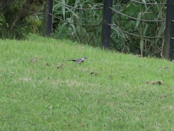 2022年7月17日(日) 手賀沼の野鳥観察記録