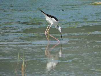 Sat, 9/10/2022 Birding report at 浮島ヶ原自然公園