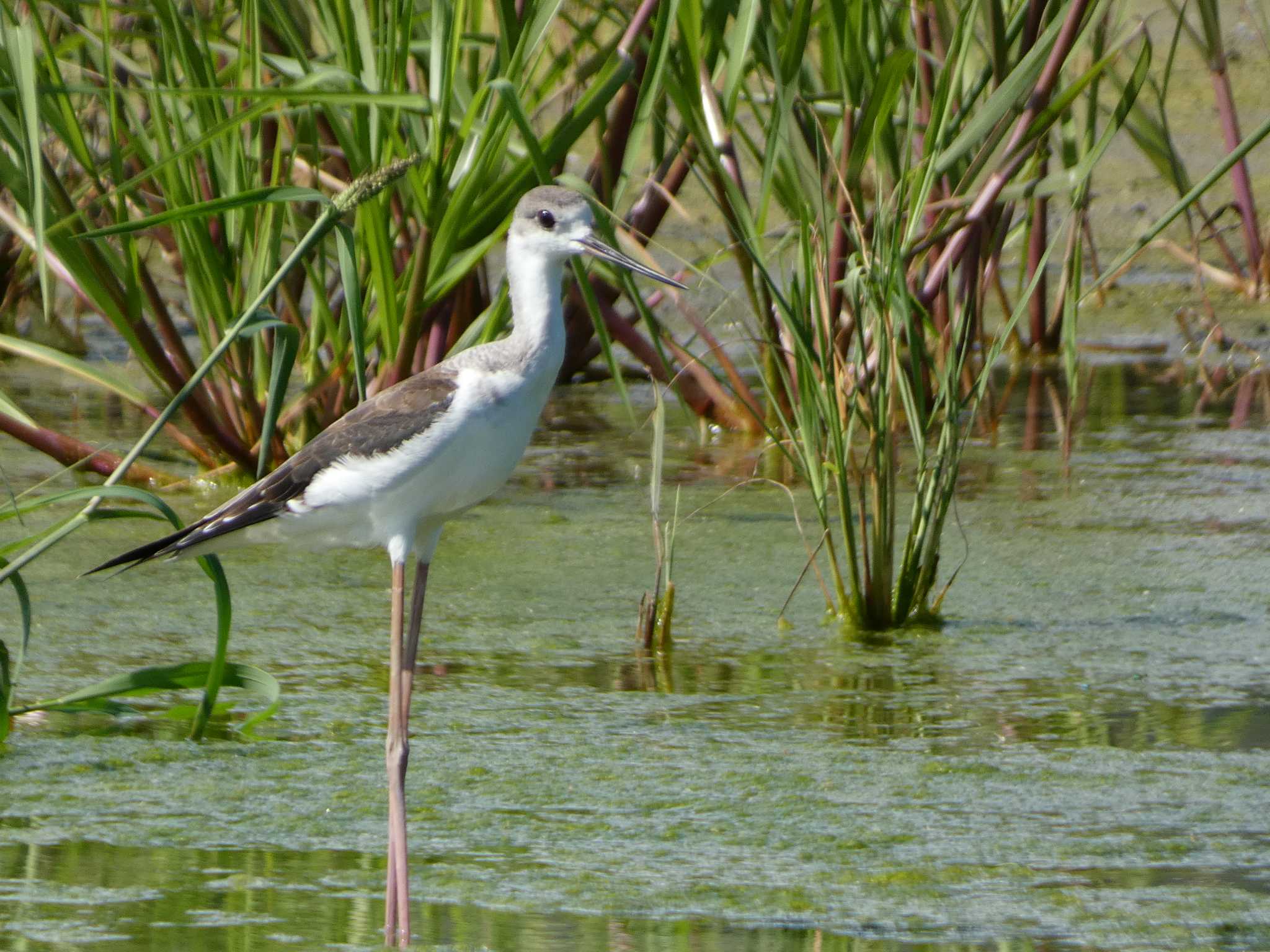 Black-winged Stilt