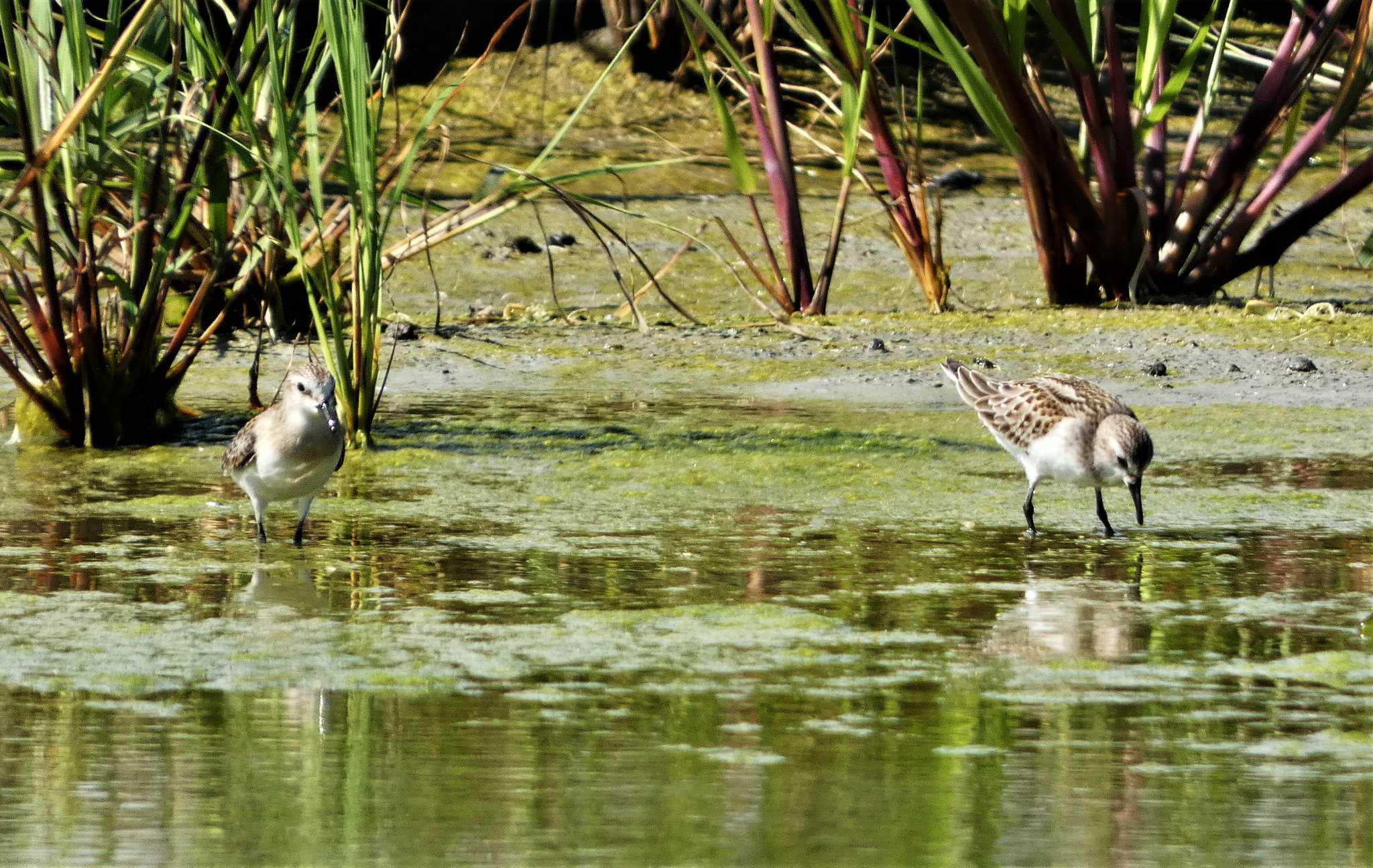 Red-necked Stint