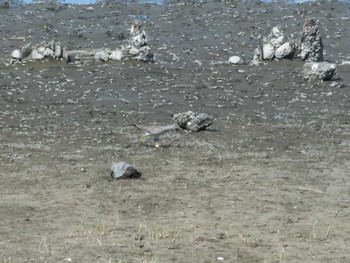2022年8月11日(木) 谷津干潟の野鳥観察記録