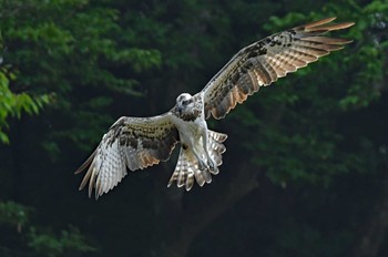 ミサゴ 青葉山公園 2022年9月18日(日)