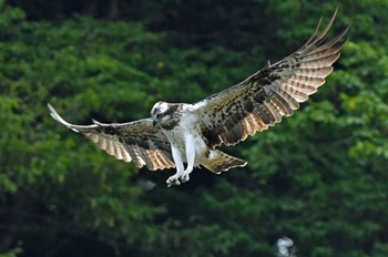 ミサゴ 青葉山公園 2022年9月18日(日)