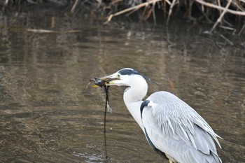 アオサギ 野川 2018年2月3日(土)