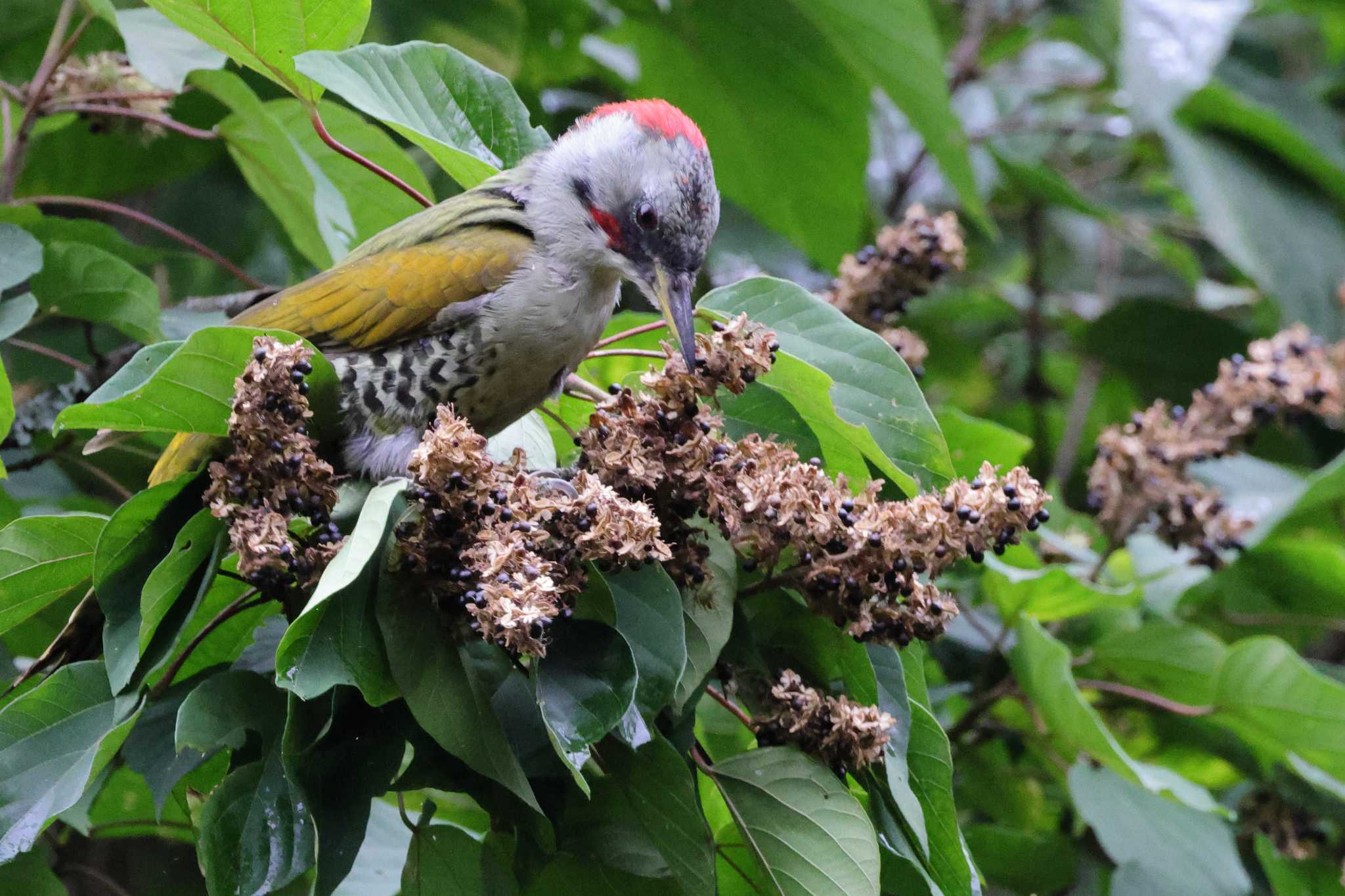 Photo of Japanese Green Woodpecker at 庭田山頂公園 by toshi