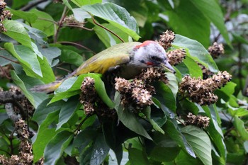 Japanese Green Woodpecker 庭田山頂公園 Sat, 9/17/2022