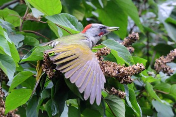 Japanese Green Woodpecker 庭田山頂公園 Sat, 9/17/2022